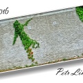 p.f.2016(w)