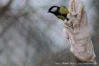 Sýkora koňadra (Parus major)