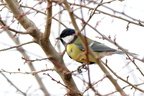 Sýkora koňadra (Parus major)