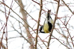 Sýkora koňadra (Parus major)