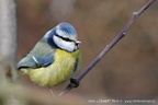 Sýkora modřinka (Cyanistes caeruleus)