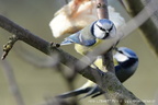 Sýkora modřinka (Cyanistes caeruleus)