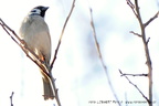 Vrabec polní (Passer montanus)