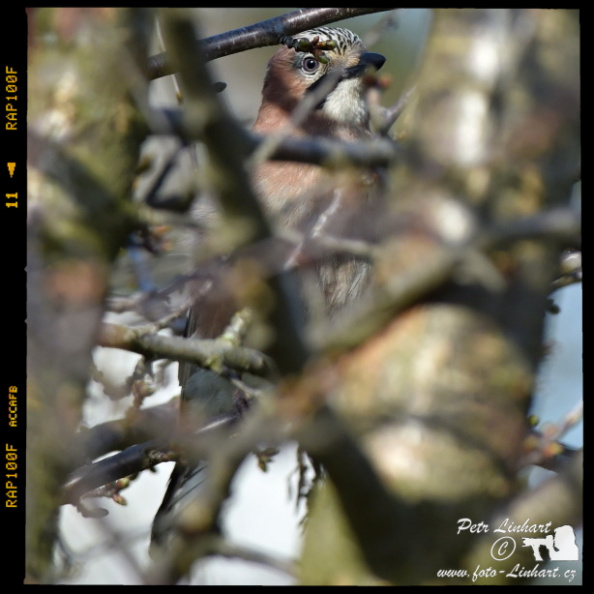 Sojka obecná (Garrulus glandarius) P11_9802(w).JPG