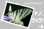 p.f.2021(web)